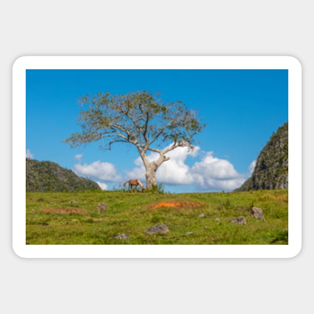 Single tree in Vinales Valley, Cuba Sticker by Femaleform